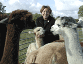 Award winning, pure bred Alpacas