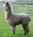 Bertie progeny
