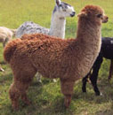 Bertie progeny