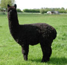 Caramello progeny