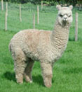 Caramello progeny