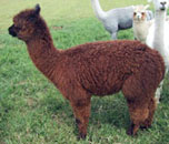Caramello progeny