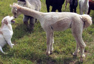 Caramello progeny