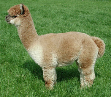 Alpaca stud Caramello