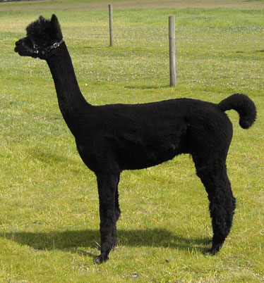 Alpaca stud Farquhar