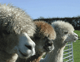Norfolk Alpacas