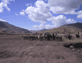 Peruvian Alpacas