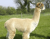 Alpaca stud Gaeus